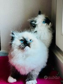 Gattini Ragdoll pura razza certificata pedigree