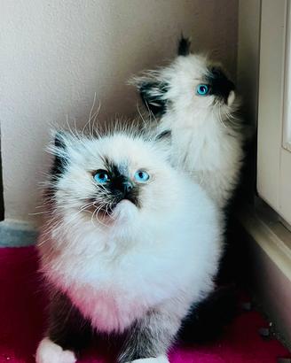 Gattini Ragdoll pura razza certificata pedigree