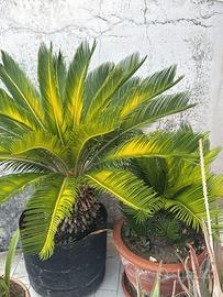 Due Cycas Revoluta in vaso
