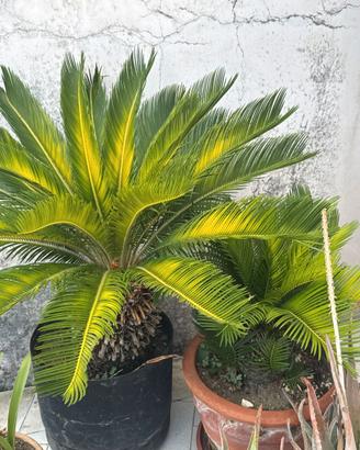 Due Cycas Revoluta in vaso