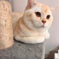 Gatto maschio scottish per monta