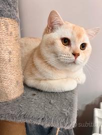 Gatto maschio scottish per monta