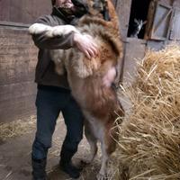 Pastore del caucaso: 3 cucciole