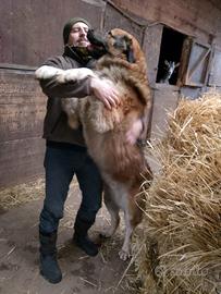 Pastore del caucaso: 3 cucciole