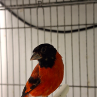 Cardinalini del venezuela