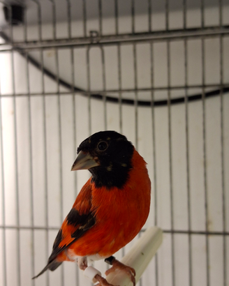 Cardinalini del venezuela