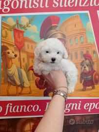 Barboncino Toy White Maschio