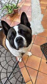 Akita americano maschio per monta