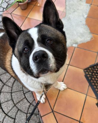 Akita americano maschio per monta