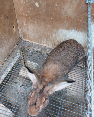 Maschi e femmine leprini di Viterbo