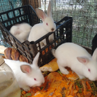 Coniglio del contadino