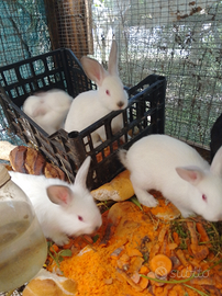 Coniglio del contadino