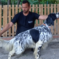 Setter Inglese Maschio Tutta Caccia