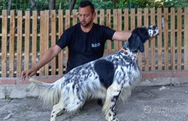 Setter Inglese Maschio Tutta Caccia