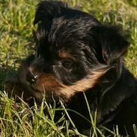 Ultimo cucciolo di Yorkshire