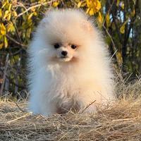 Meraviglia spitz pomerania