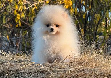 Meraviglia spitz pomerania