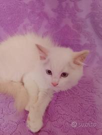 Ragdoll gattini