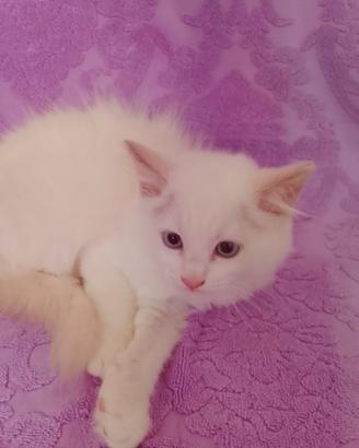 Ragdoll gattini