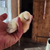 Pulcini, moroseta, galline