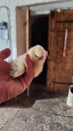 Pulcini, moroseta, galline