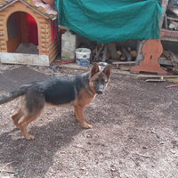 Cucciola pastore tedesca originale