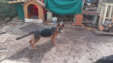 Cucciola pastore tedesca originale