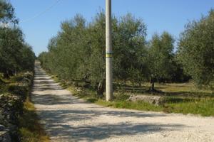 Terreno contrada Petrarelli