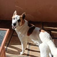 Chicco lasciato in canile