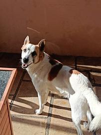 Chicco lasciato in canile