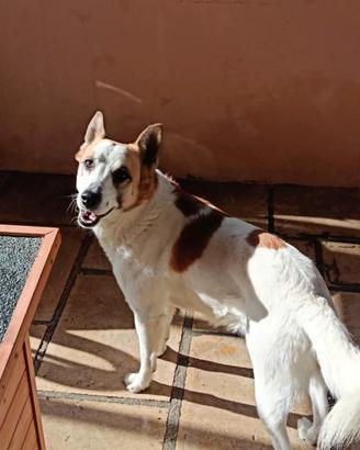 Chicco lasciato in canile