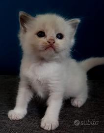 Ragdoll gattino