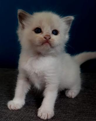 Ragdoll gattino