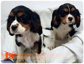 Cuccioli di CAVALIER KING CHARLES SPANIEL