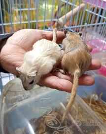 Gerbilli della Mongolia