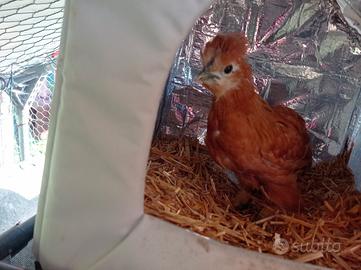 Pulcini incroci Moroseta uova verdi