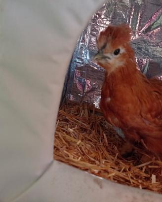 Pulcini incroci Moroseta uova verdi