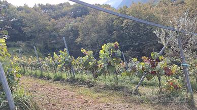 interessato ad uva ecologica per vino