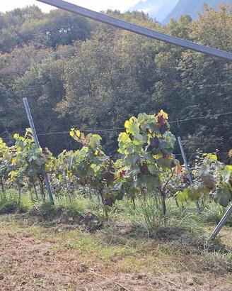 interessato ad uva ecologica per vino