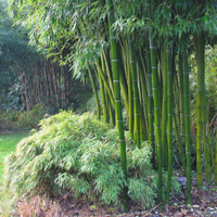 Piante di bambu gigante