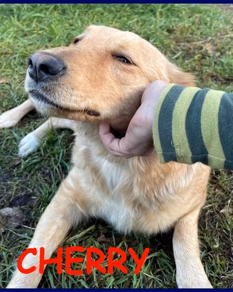 CHERRY meravigliosa simil golden meno di 2 anni