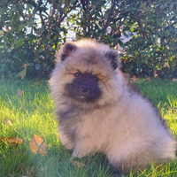 Spitz tedeschi Wolfspitz