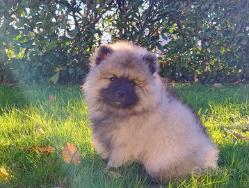 Spitz tedeschi Wolfspitz