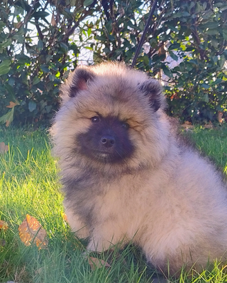 Spitz tedeschi Wolfspitz