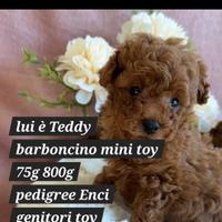 Disponibile Cucciolo di barbone toy