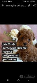 Disponibile Cucciolo di barbone toy