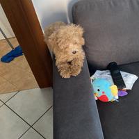 Cucciola di barboncino toy