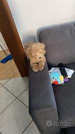 Cucciola di barboncino toy