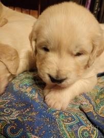 Golden retriever cuccioli con pedigree