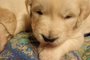 Golden retriever cuccioli con pedigree